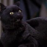 ¿Quién es la voz de Salem, el gato de Sabrina?